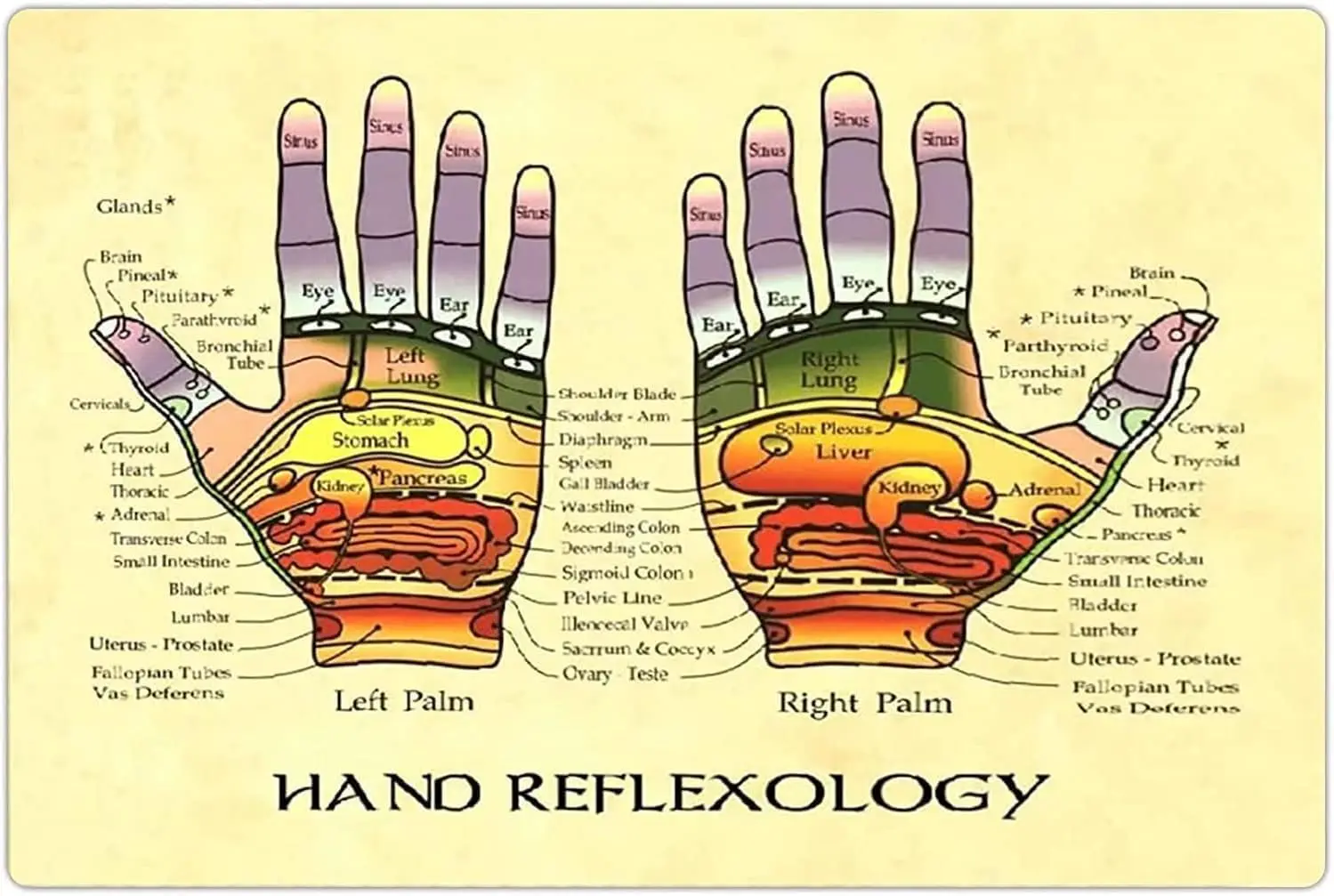 ESETASOT Hand Reflexology Chart Metal Tin Sign Anatomy Of Hand Posters Massage Therapist Office Educational Plaque Home Cli sign