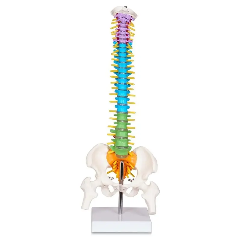 

AT82-Scientific Mini Spine Model Anatomical Spine Model With All Nerves Human Anatomy Model With Stand Human Spine Model