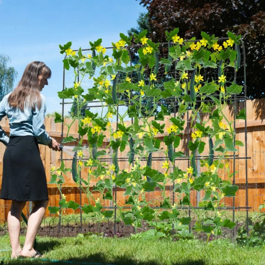 Treliça arqueada de jardim alta em forma de US de 71 x 71 polegadas para plantas trepadeiras