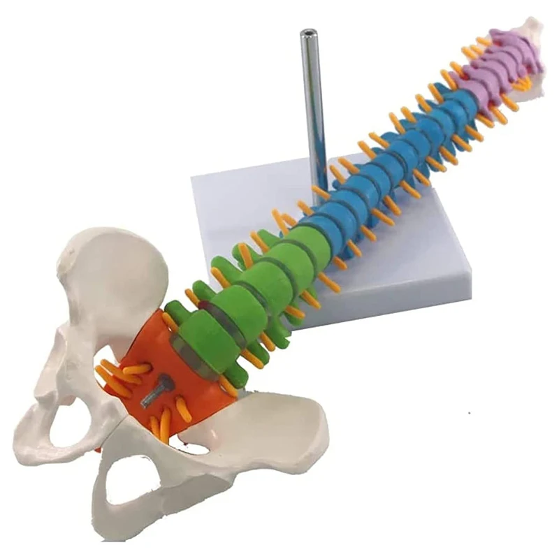 45CM Color Human Spine with Pelvic Model Human Anatomical Anatomy Spine Medical Model School Medical teaching supplies