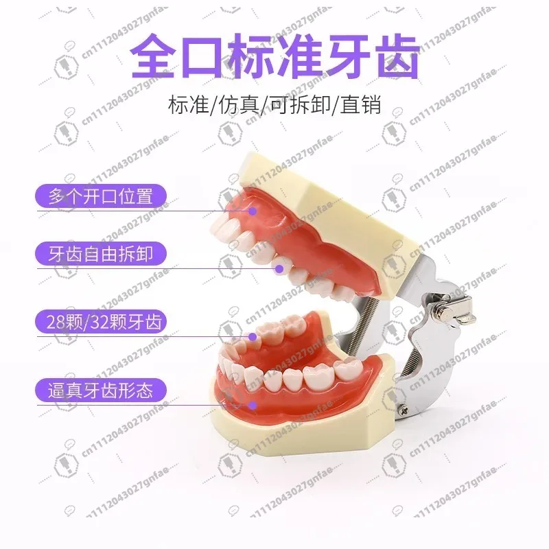 28 32 Oral Dental Teeth Model Preparation Practice Soft Gums Removable Oral Teaching
