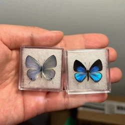 Espécimen de mariposa Real, caja transparente, artesanía, regalo de cumpleaños, accesorios de fotografía, enseñanza, artesanía, decoración del hogar