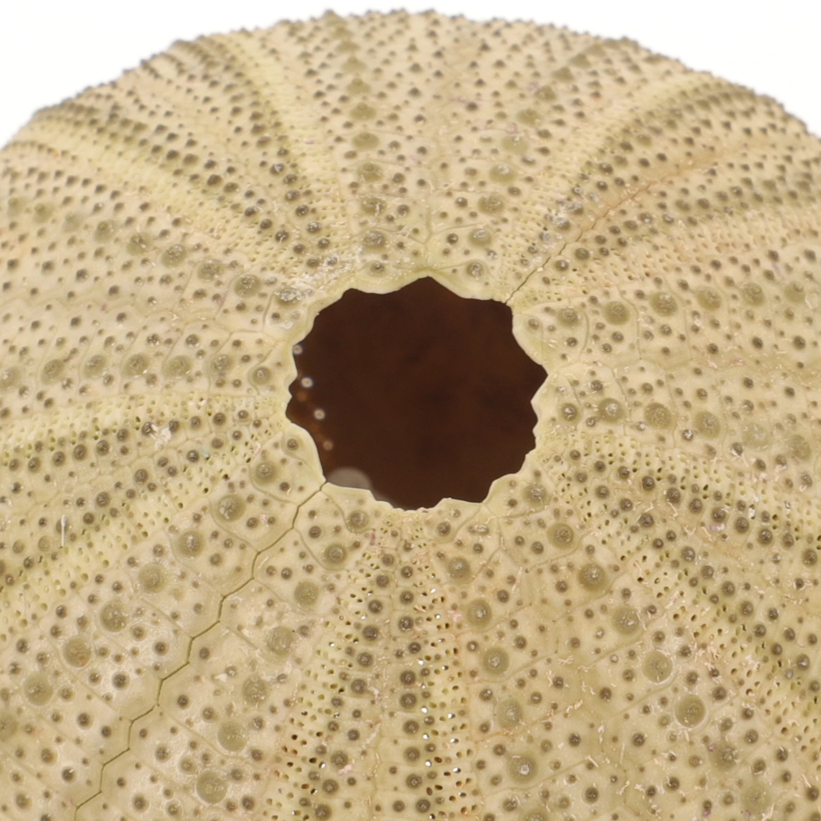 

6 Pcs Natural Sea Urchin Shells Home Decor Fish Tank 4 6CM Green Unique Shape Small Size Sturdy Safe Excellent Ornament
