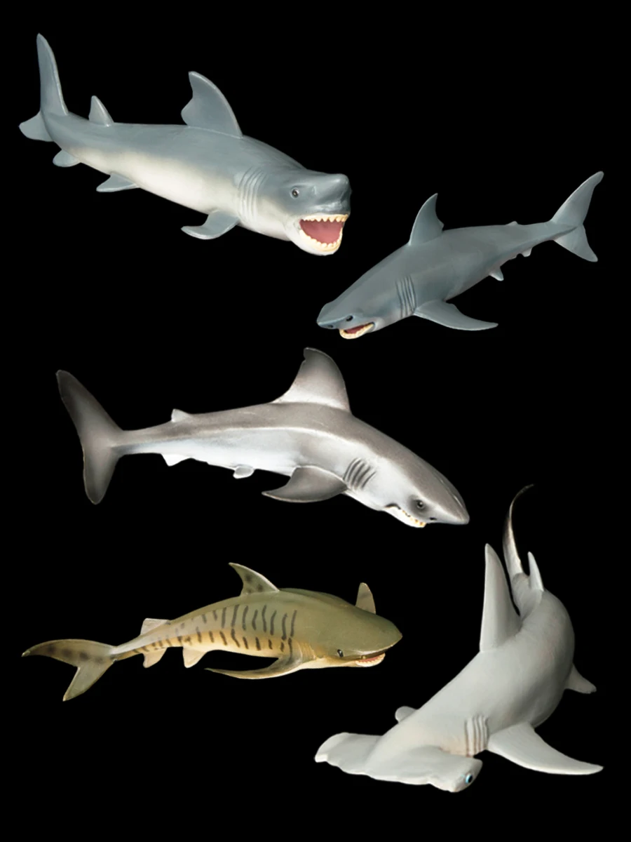 Ocean Animal Model …