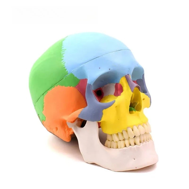 Mini Detachable Anatomical Skull Model Color Dentistry 3D Simulated Anatomy Head Model with Full Teeth for Teaching Study