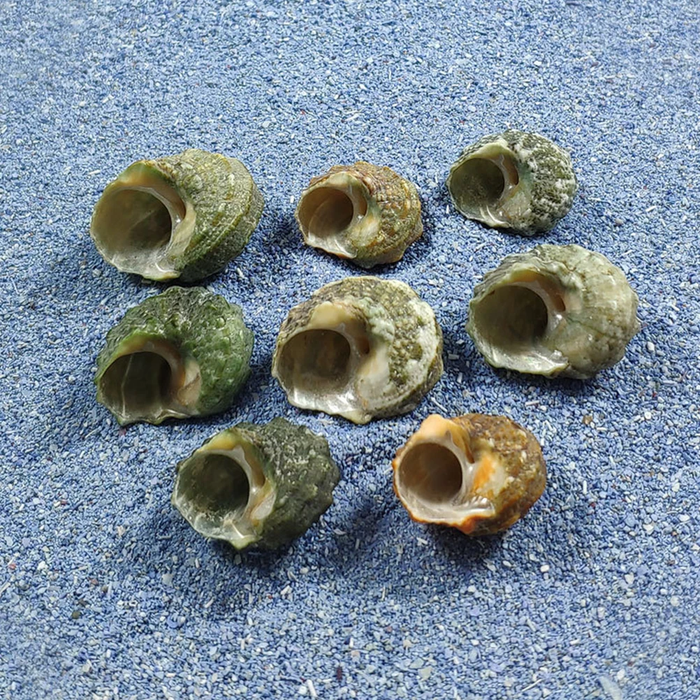 

100pcs Fish Tank Decor Spiral Conch Natural Landscaping Ornament For Aquarium Diy Micro Landscape Home Pet Decor Supply