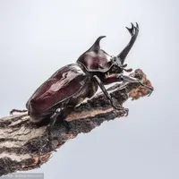 29pcs Real Beetle Wild Insect Animals Specimen Unicorn Beetle Steampunk Education Collection Kid