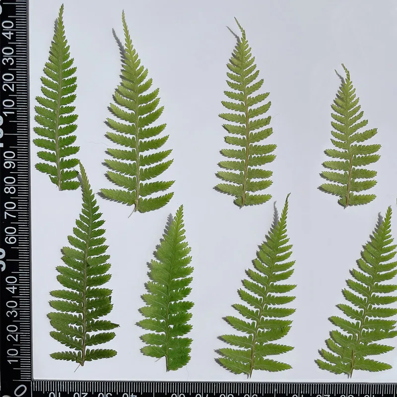 24PCS/5-7CM Real Natural Ferns Dried Pressed Green Leaves Flowers,Drip Glue Tiny Plants Dry Fern For DIY Craft Resin Jewellery