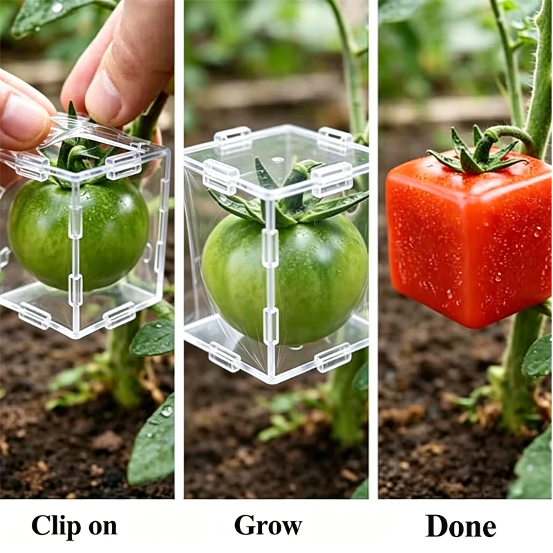 Mini Reusable Tomato Shaping Mould Transparent Plastic Strawberry Plum Fruit Growing  Sculpture Home Garden DIY Styling Tool
