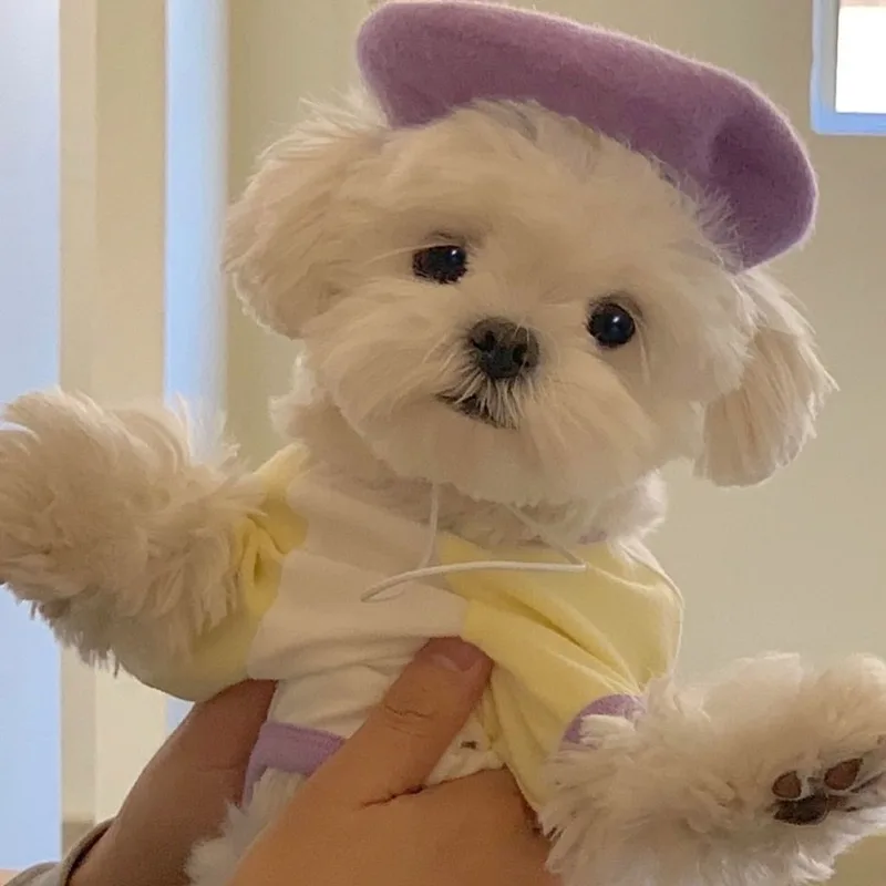 

Maltese Jigsaw T-Shirt Summer Two Legs Dog Clothes Teddy Cartoon Pullover Bichon Frise Soft Vest Puppy Birthday Gift