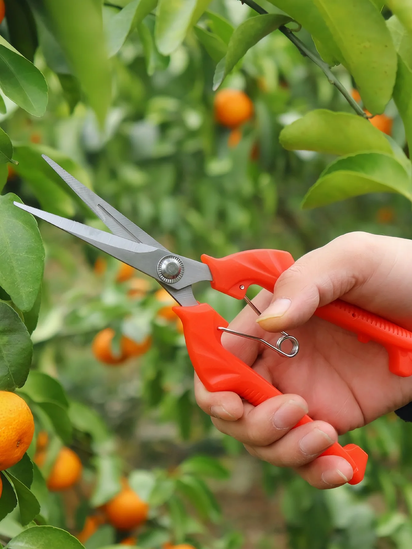 قطعة واحدة من مقصات التقليم البسيطة، مقص فرع نباتات من الفولاذ المقاوم للصدأ، للحدائق الخارجية #5
