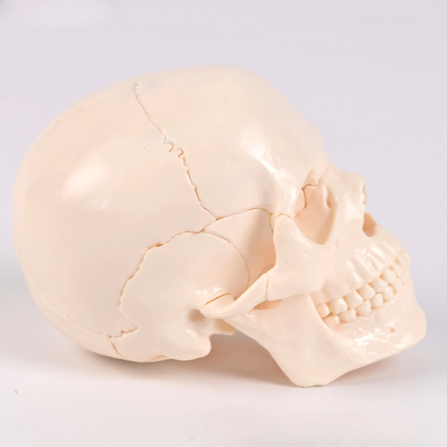

Medical Split 15-Part Human White Skull Model