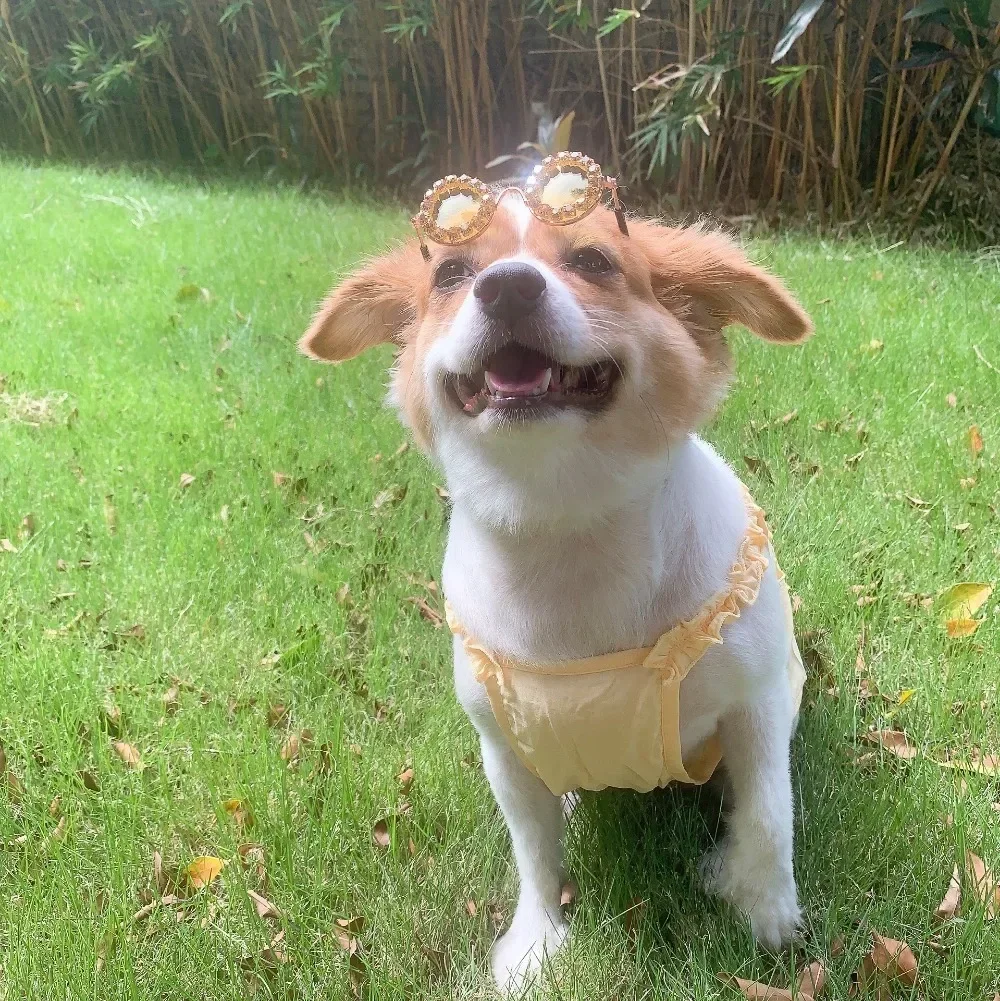 Gafas de sol con diamantes de imitación para perro y gato, accesorios para fotografía, productos para mascotas