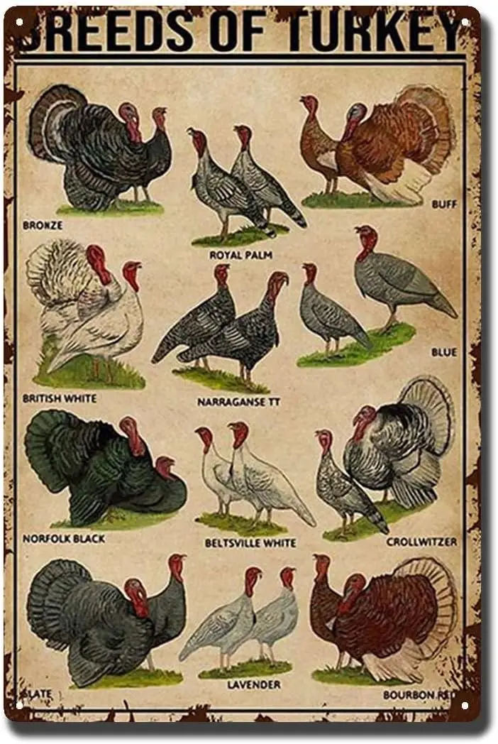 YLUYINOM Tin Sign Painting Breeds of Turkey Poster, Turkey Knowledge Poster, Turkey Types Poster, Types of Turkey Poster, T sign
