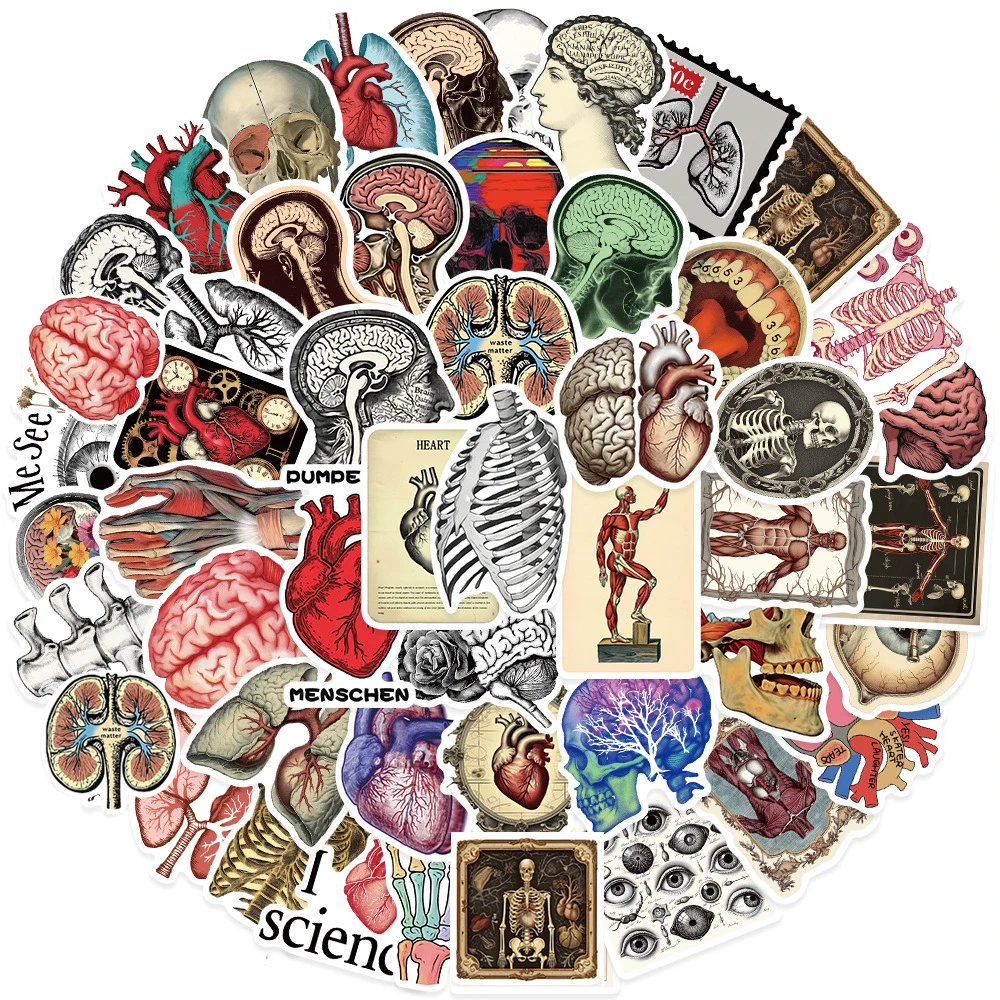 

10/30/50pcs Retro Human Anatomy Physiology Stickers Cartoon Organ Skull Skeleton Decals Luggage Laptop Vintage Notebook Sticker