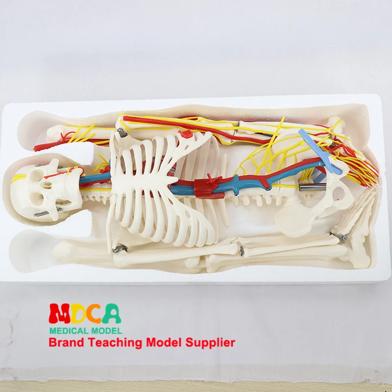 Life Size 85cm Human Skeleton Include Nerve Blood Vessels Heart Anatomical Model Medical ScienceTeaching Resource Tool