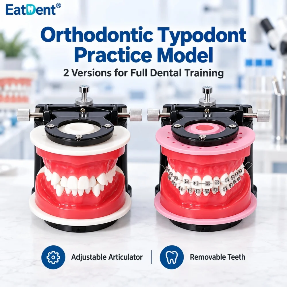 Dental Orthodontic Treatment Model Gingival Wax Bending Oral Model Teeth Typodont Demonstration Tools Dentist Practice