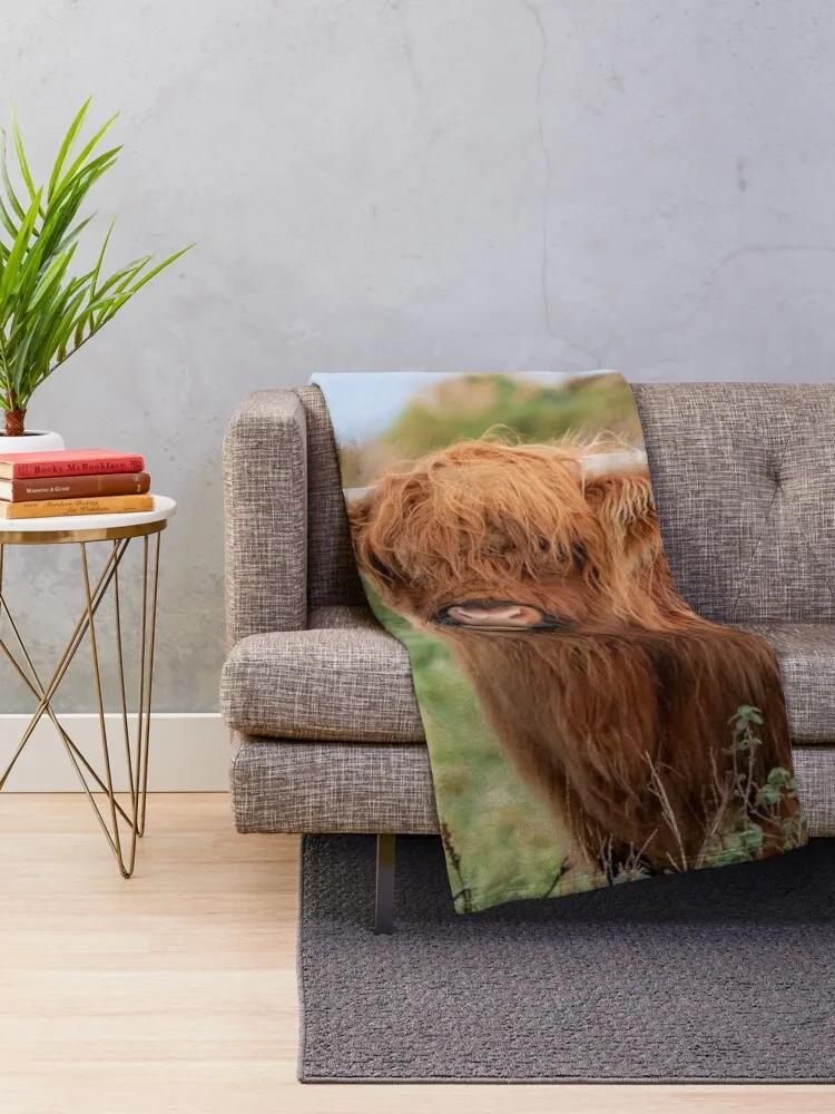 Long haired Highland cattle - Highland cow, Highlander, Heilan coo - Thurso, The Highlands, Scotland Throw Blanket