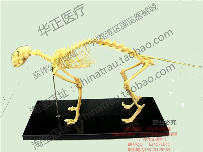 Pet Vet small Animal orthopedics instrument PVC hard plastic dog bone specimen model animal cat dog teaching skeleton bone model