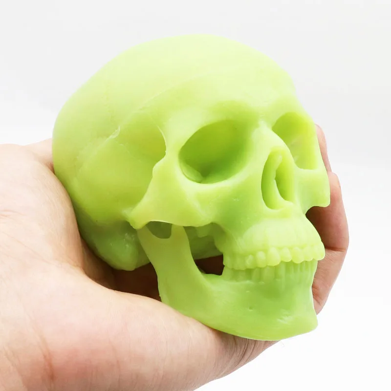 Human Anatomical Model Medicine Skull Human Model Anatomical Head Anatomy Teaching Skeleton Head Studying Teaching Supplies