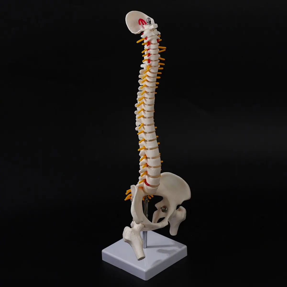 ABCD 2pcs 45Cm Flexible 1:1 Adult Lumbar Bend Spine Model Humans Skeleton Model with Spinal Disc Pelvis Model