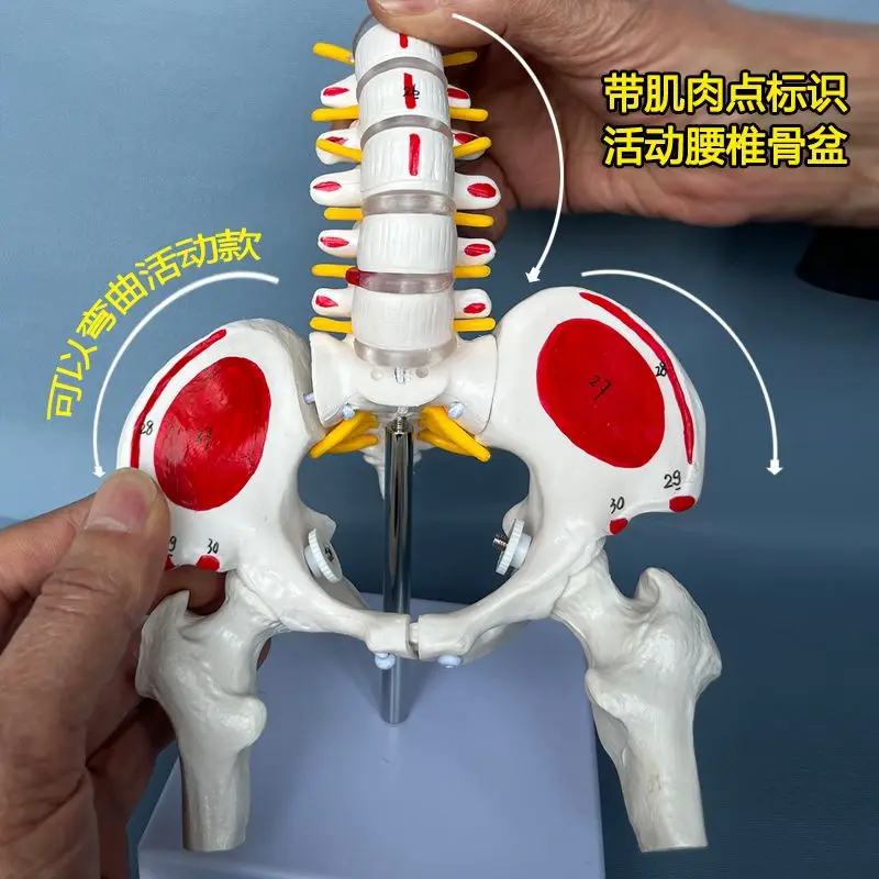 A flexible and movable pelvic model of the human lumbar spine for postpartum repair of human bones