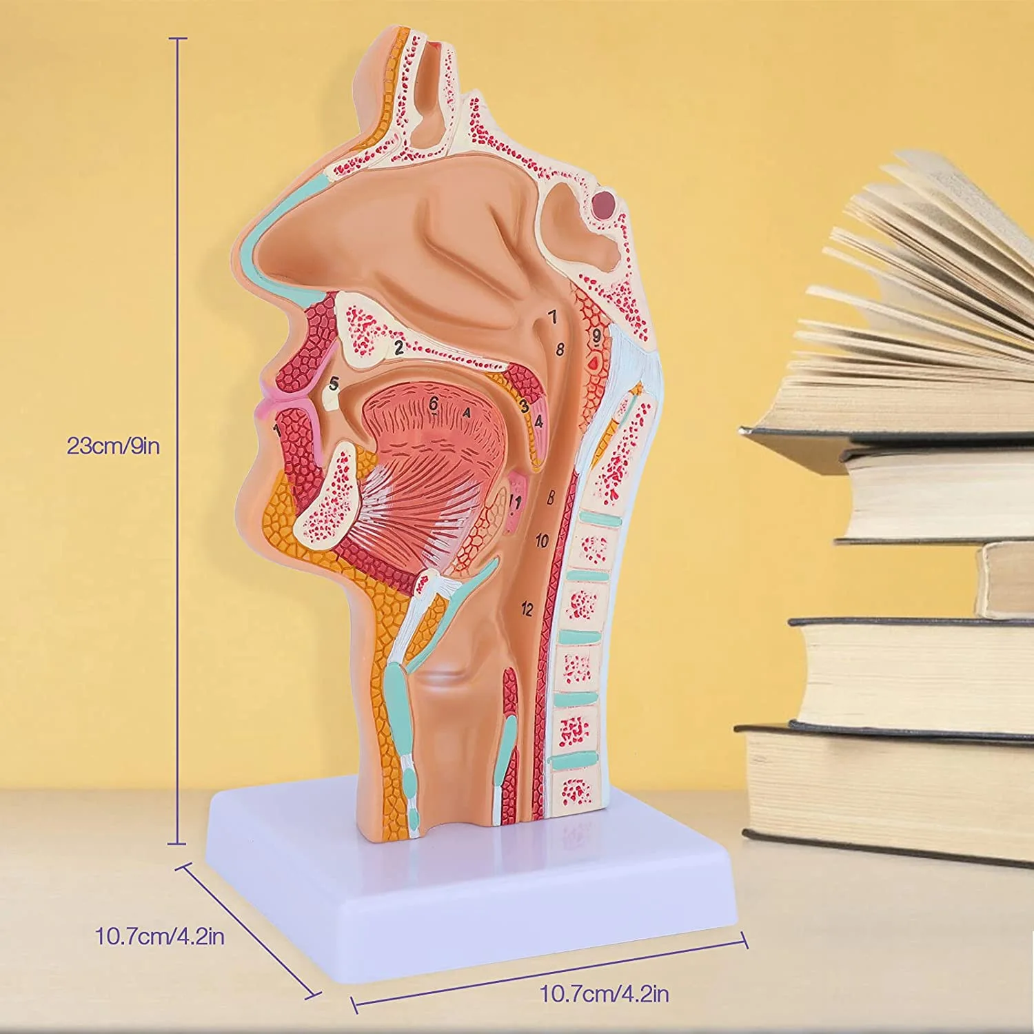 Venda quente cavidade nasal garganta anatomia modelo humano anatômico faringe laringe modelo para estudantes estudo exibição ensino