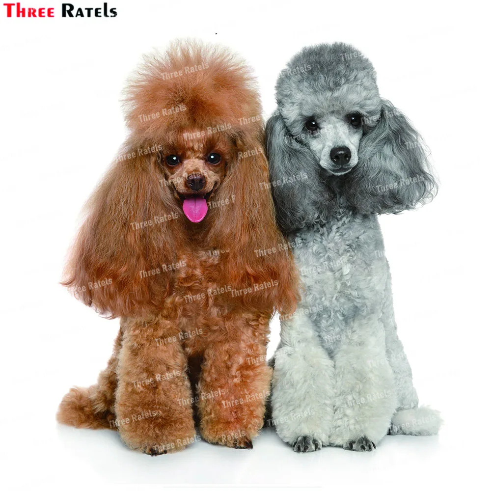 Three Ratels K703 Miniature Poodle Wall Stickers Bathroom Home Decoration Wallpaper Living Room Decor Sticker