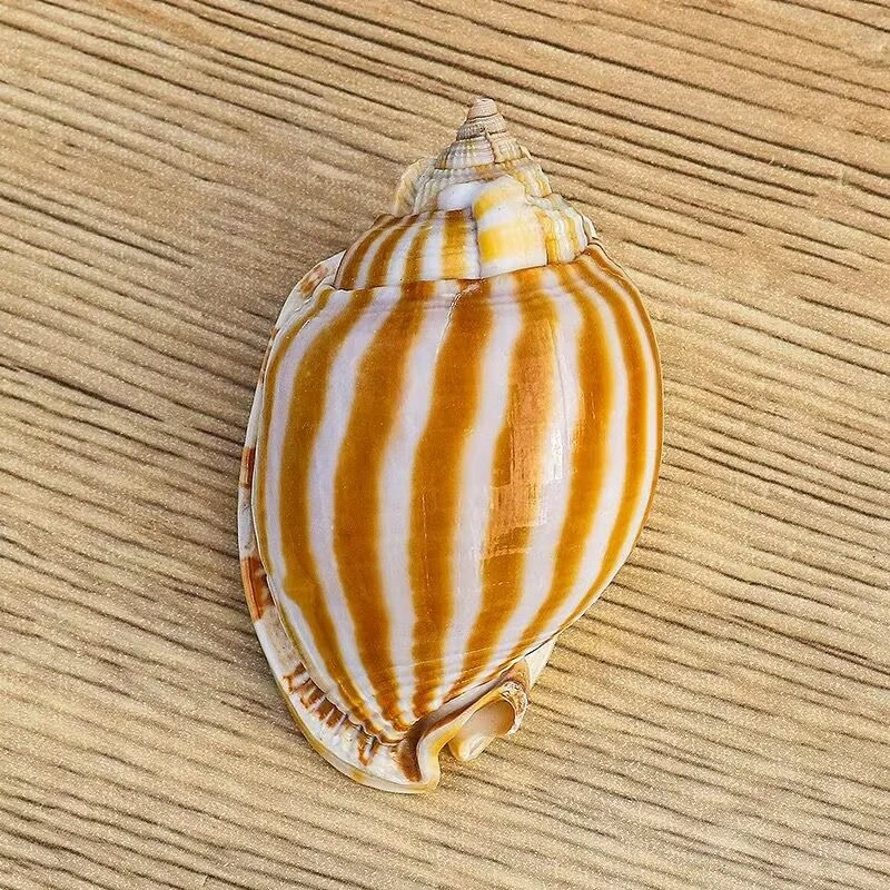 New Natural Conch Shell Striped Watermelon Snail Fish Hermit Crab Replacement Succulent Potted Fish Tank Landscaping Ornament