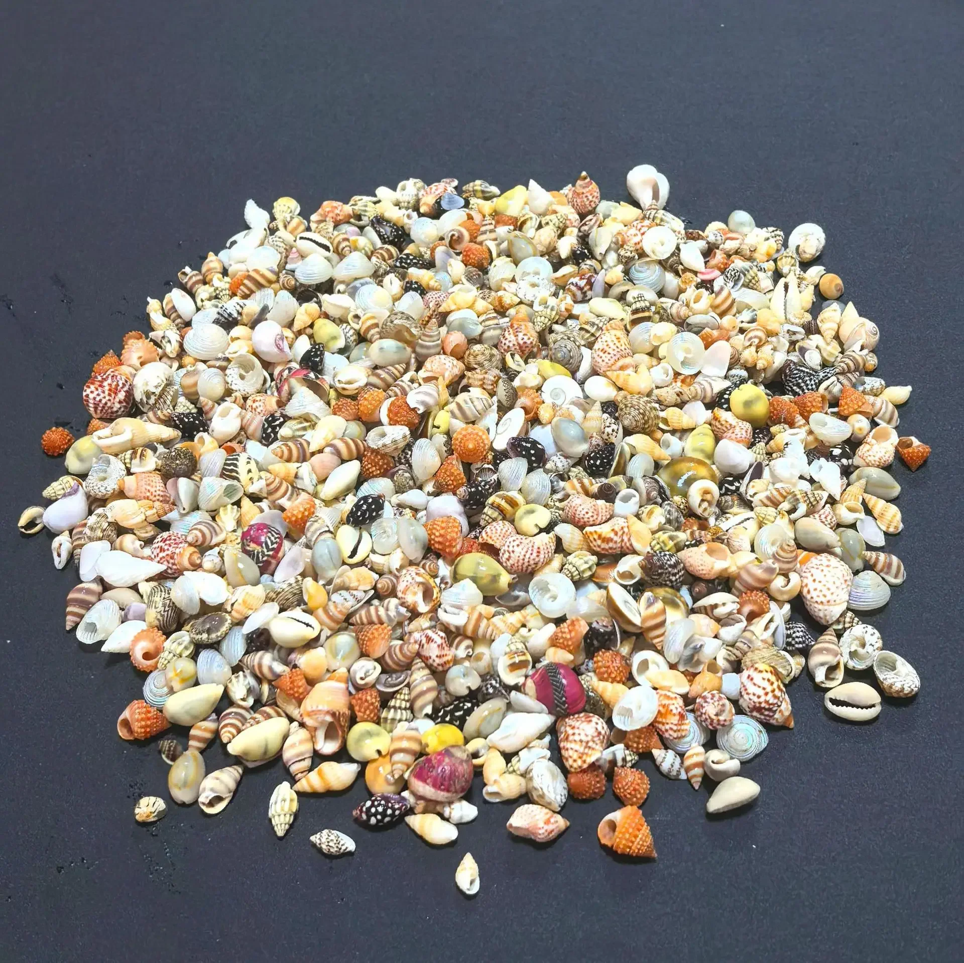 Mixed species of shells sold by pound, DIY desktop decoration, making drifting bottles