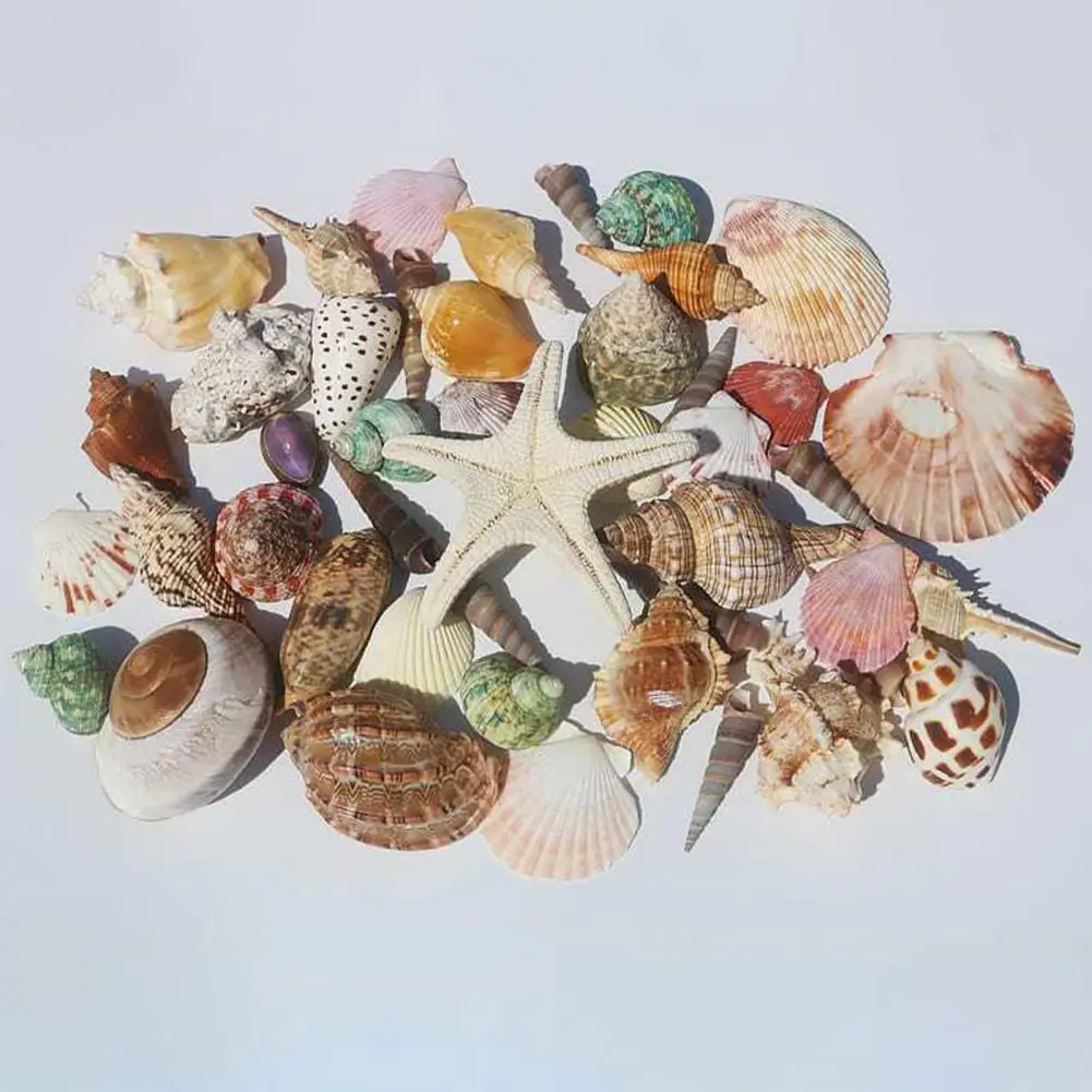 Assorted Seashells for Diy Projects Mixed Shell Set for Crafts Assorted Natural Seashells Set for Diy Crafts Beach Theme Party