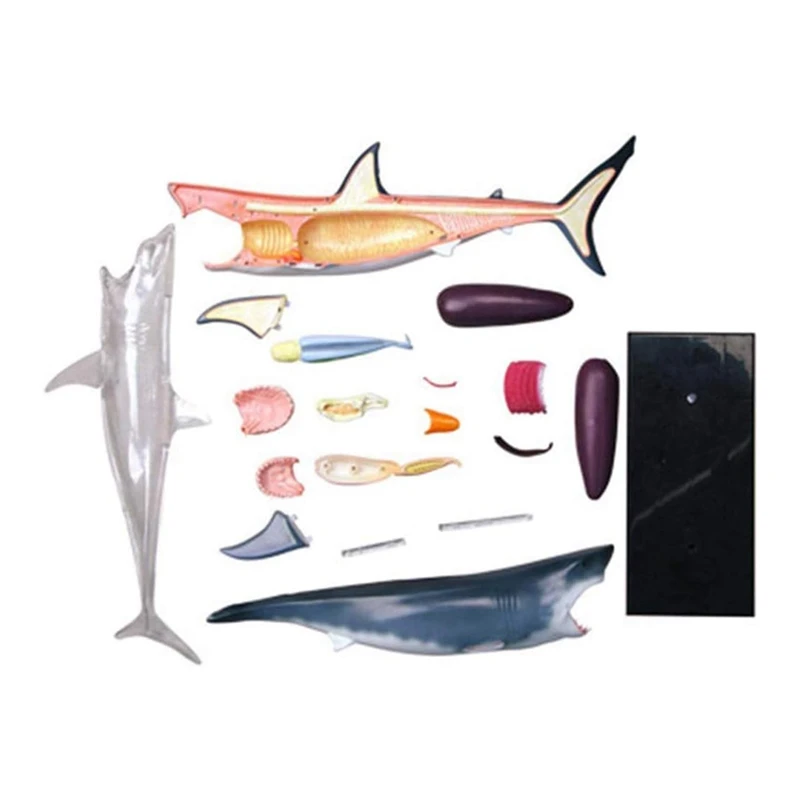 نموذج تشريح القرش ABSU - نموذج تشريح الحيوان - 20 جهازًا قابل للفصل وأجزاء الجسم نموذج لتدريس الأحياء #4
