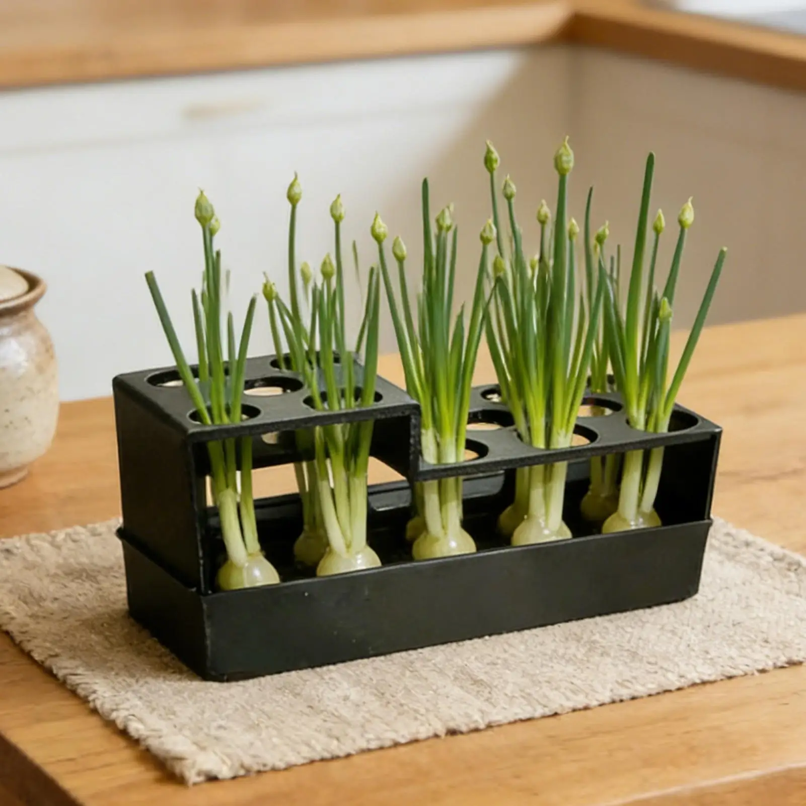Hydroponic Green Onion Grower Regeneration Sprouting Container Planter for Windowsill Garden Kitchen Home Indoor Growing