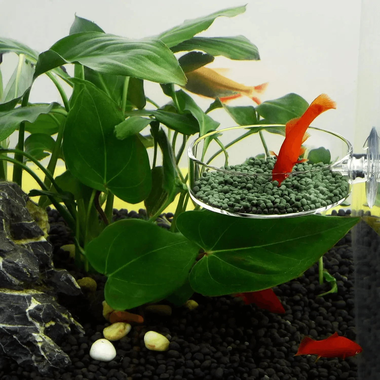 Aquarium Feeder Aquarium Garnelen Acryl Futternapf Klare Schüssel Tablett Container Feeder Aquarium Runde Fisch Garnelen Fütterung – Detail 5