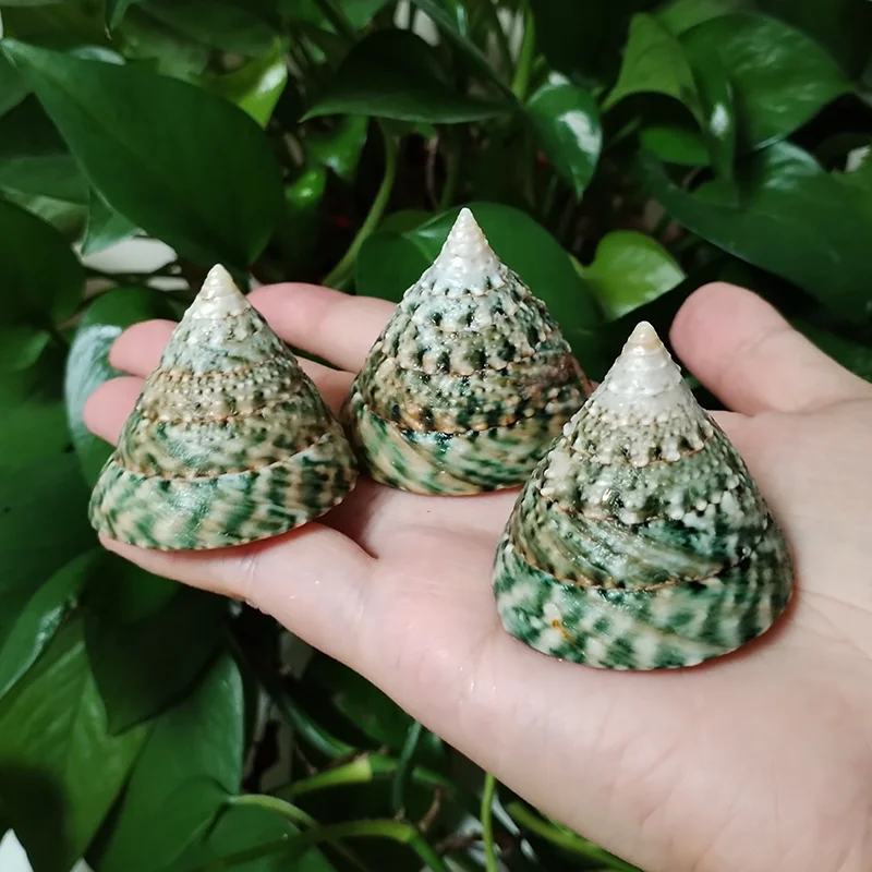 3 PCS Pyramid Top Shells, Green Top Snail Natural Tectus Pyramis Sea Shells Specimen Collectibles Fish Tank Aquarium Landscape