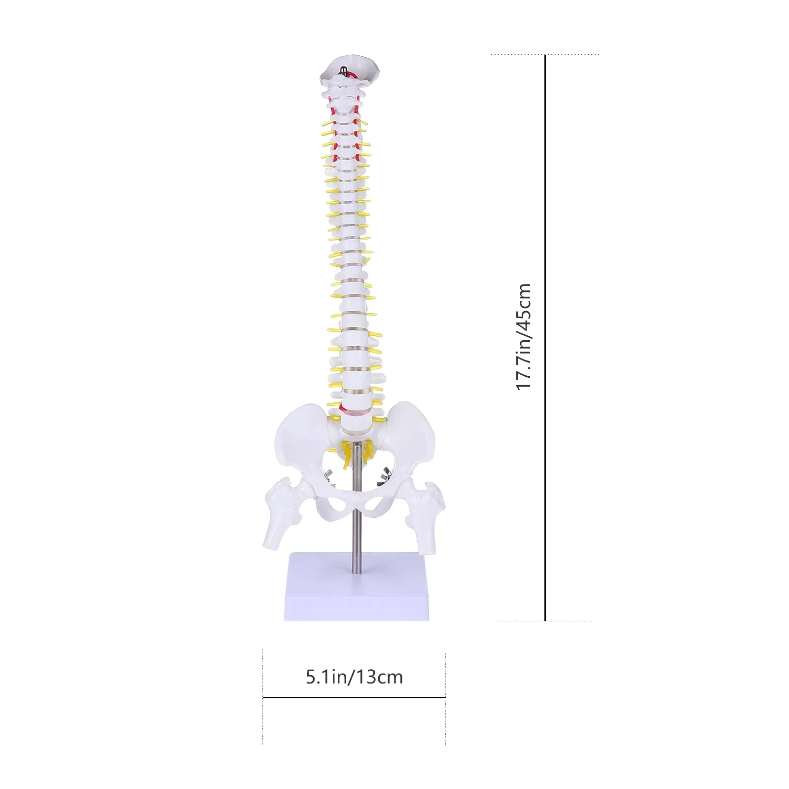 45cm simulação coluna modelo treinamento médico manequim anatomia material pvc coxis girando auxiliares de ensino médico