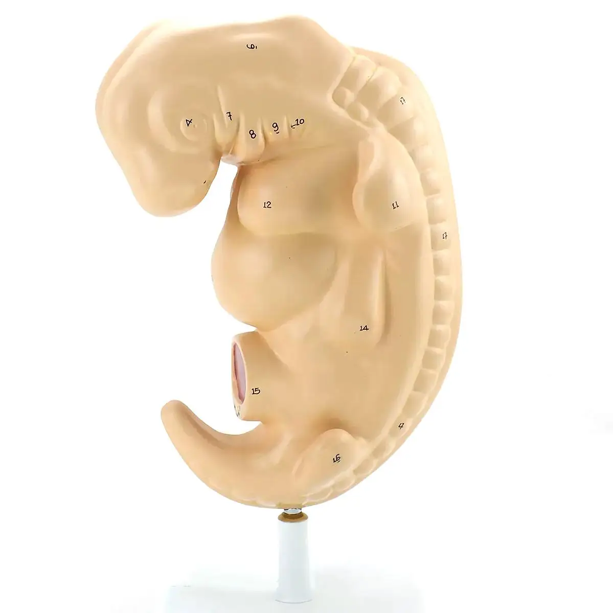 

Life Size 4-Week Embryo Pregnancy Gestation Period Model Medical Teaching Models