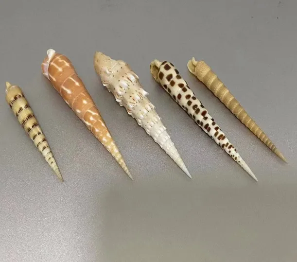 Conch Shell Long Spiral Conch Pagoda Snail Bamboo Shoot Snail White Nail Cone Snail Shell Conch Aquatic Landscaping Ornaments