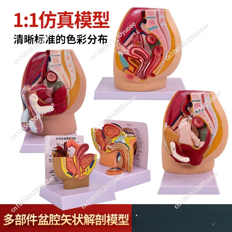 Sagittal Pelvic Anatomy Model Male And Female Male Reproductive Organ Reproductive System Uterus Medical Teaching Model