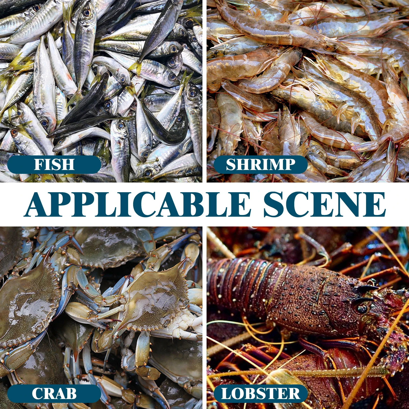 

Foldable Spring Cage Fishing Net Shrimp Trap Portable Mesh Saltwater Freshwater Crayfish Crab Lobster Minnows Catcher