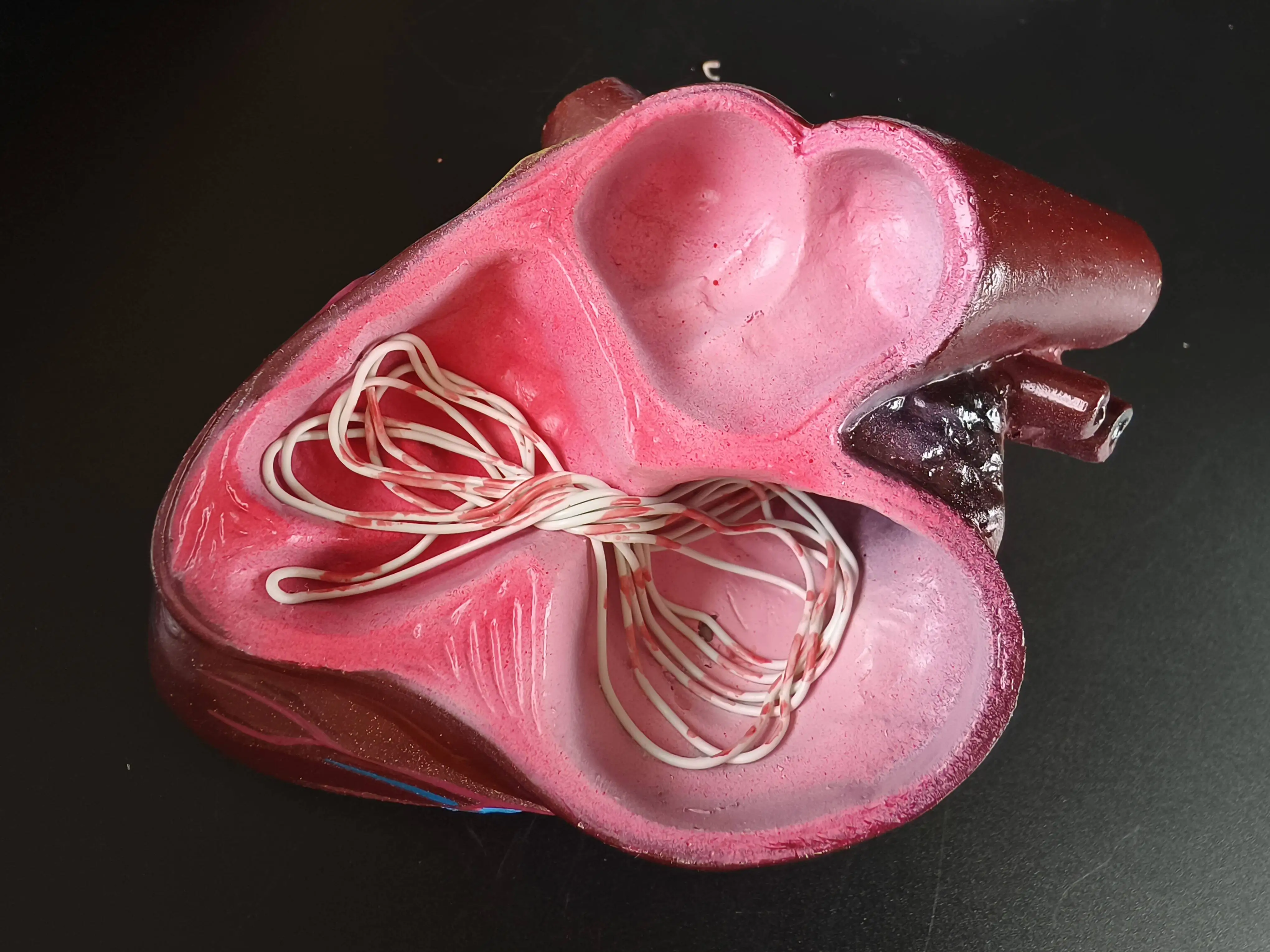 Heart Filament, Dog, Canine Heart, Animal Organs, Veterinary Anatomy, Pet Hospital Ornament, Dog Heart Model Teaching