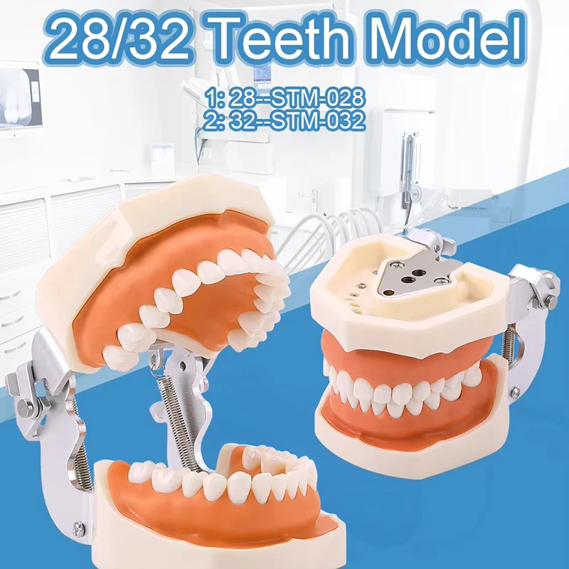 Dental Teeth model 28/32 tooth preparation exercise soft gum removable replacement model For Dental Technician Practice