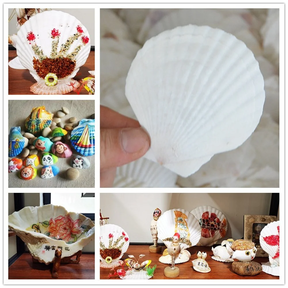 25Pcs Natural Scallop Shell, Special for Handmade DIY Creative Production Handmade DIY Creative Coloring Shell