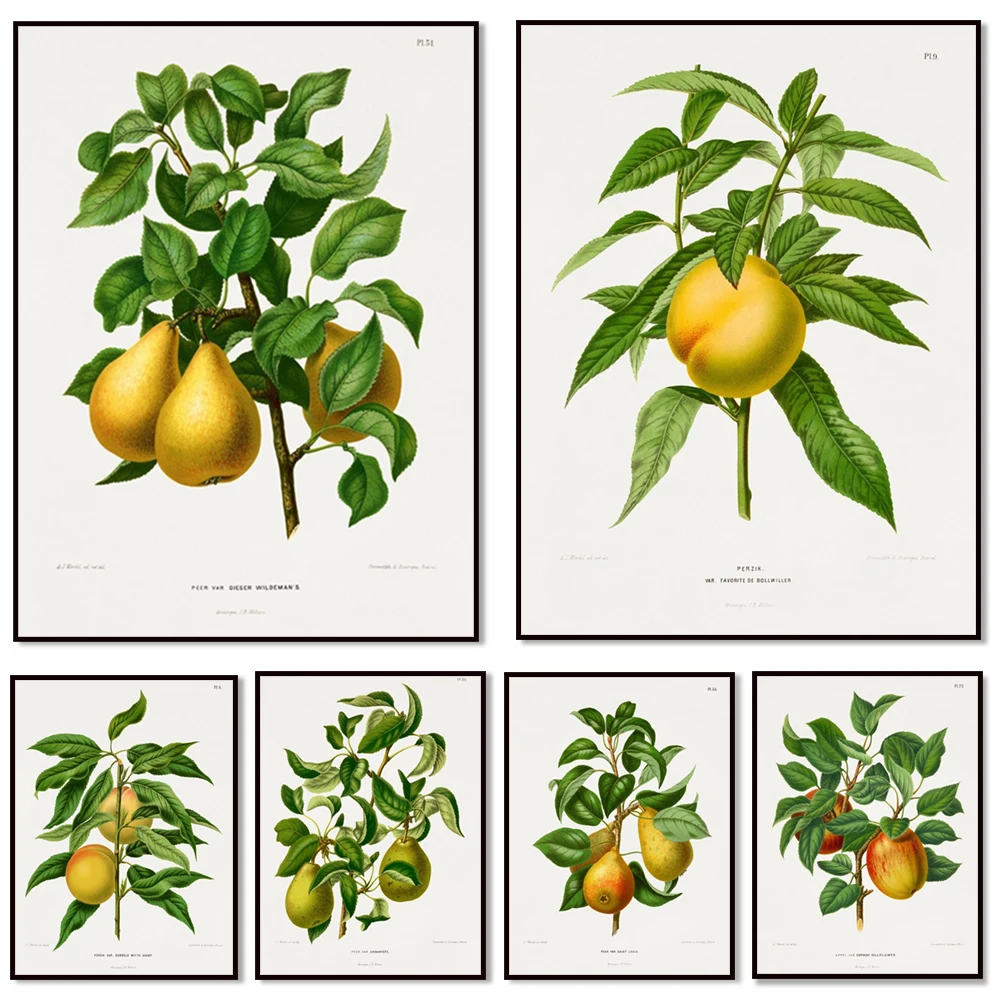 Póster del color del manzuelo, la manzana y la pera de Abraham Jacobs Wendel, Jardín Botánico de Pomona, Países Bajos, Ilustrador Botánico