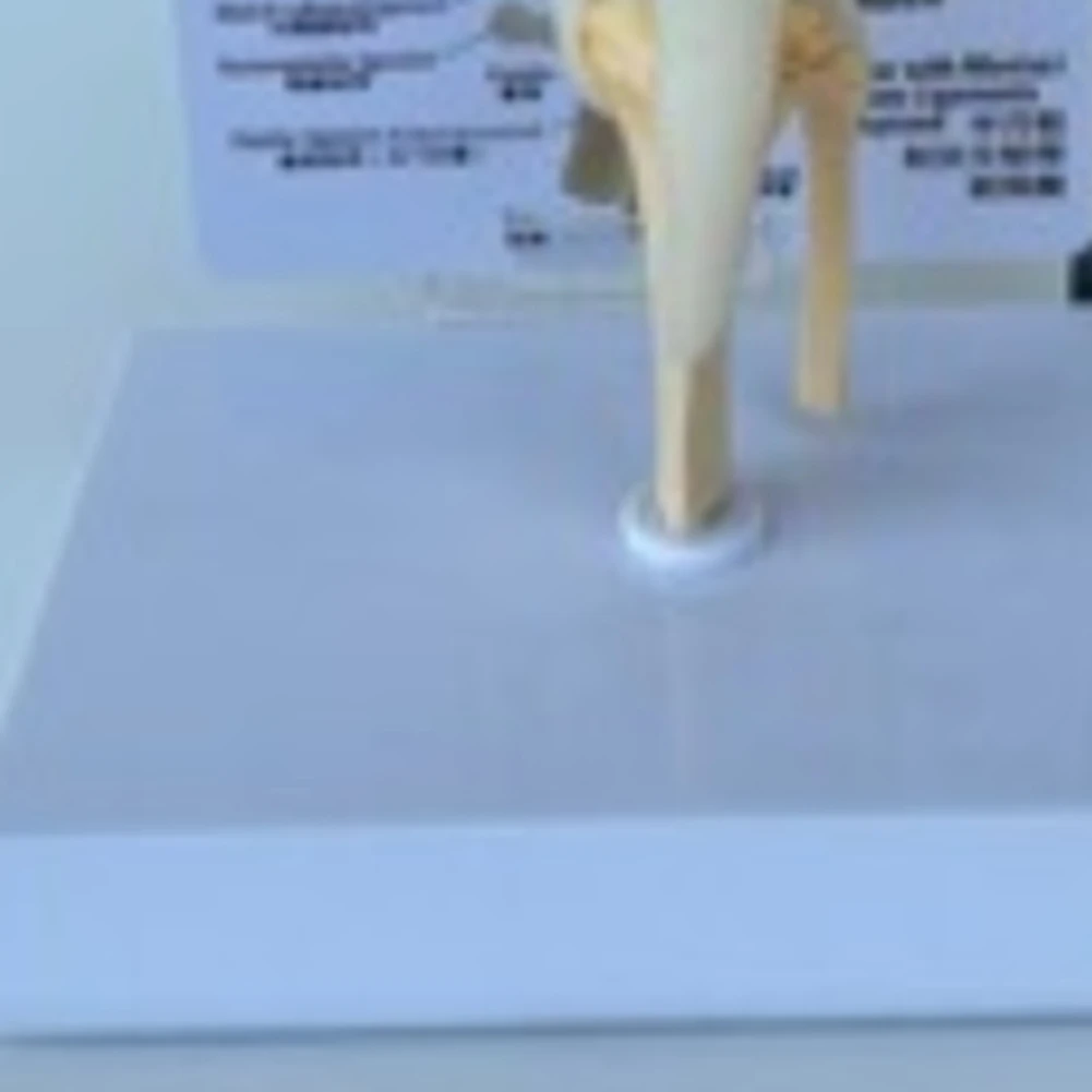 A64Z Canines เข่ารุ่นสุนัข Anatomical Model สุนัขโครงกระดูกสัตว์ Skeleton Anatomy วิทยาศาสตร์การแพทย์ของขวัญ