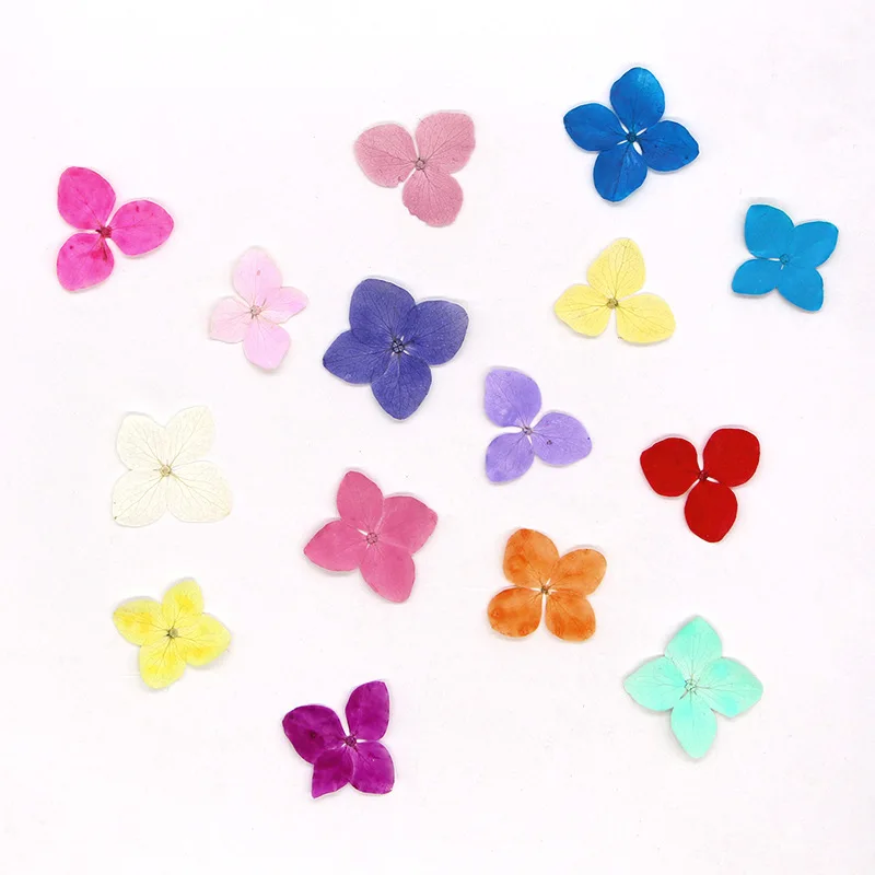 Real Anna Hydrangea Petals,pressed dry Flower DIY Photo Frame Drop Glue Phone Case Jewelry Ornament Face Makeup,12pcs/1.5-2.5cm