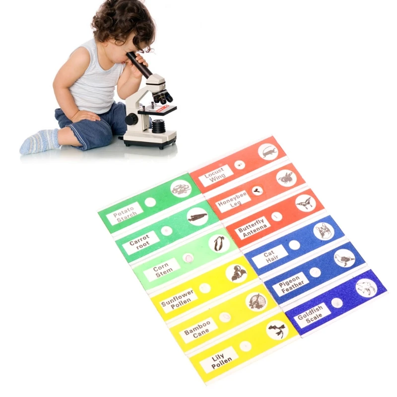 Microscope Slides Lens Biology Plant Flower Animals Sample for Children