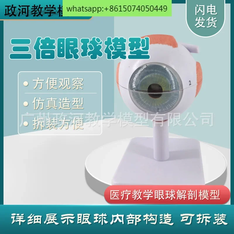 

3x magnified eye anatomy model Eye model Triple magnified eye structure ocular structure ocular structure model teaching
