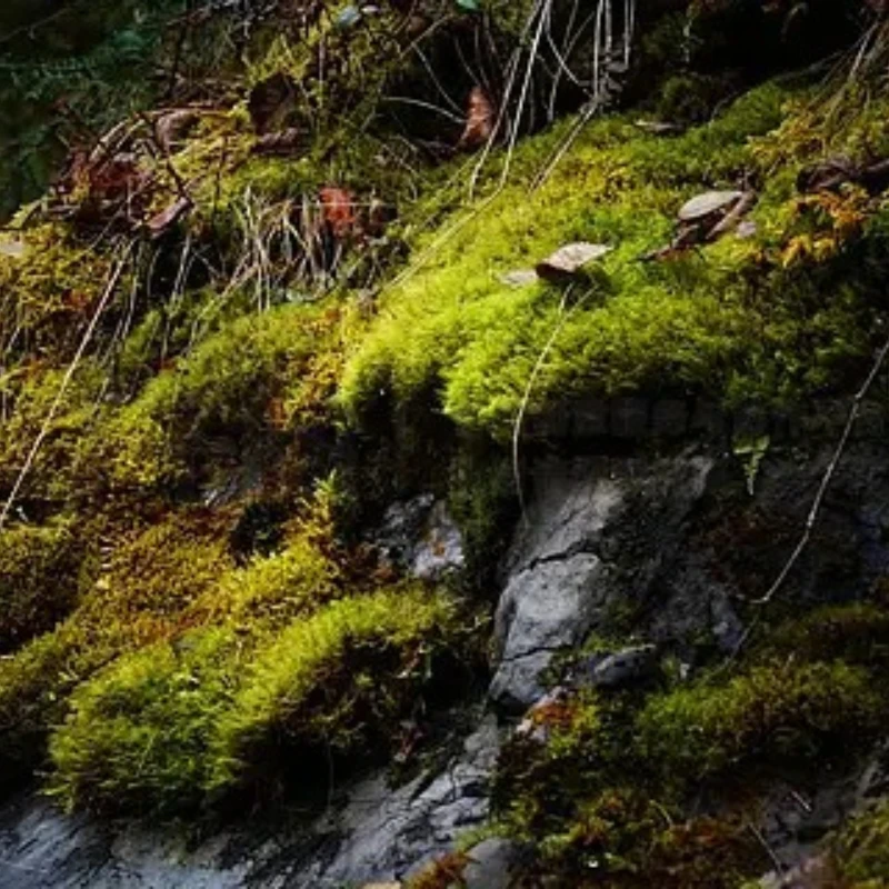 

GEPRC EM2810 2810 1350KV Durable Motor 6S LiPo for 7-8inch FPV Freestyle Long Range Drones DIY Parts