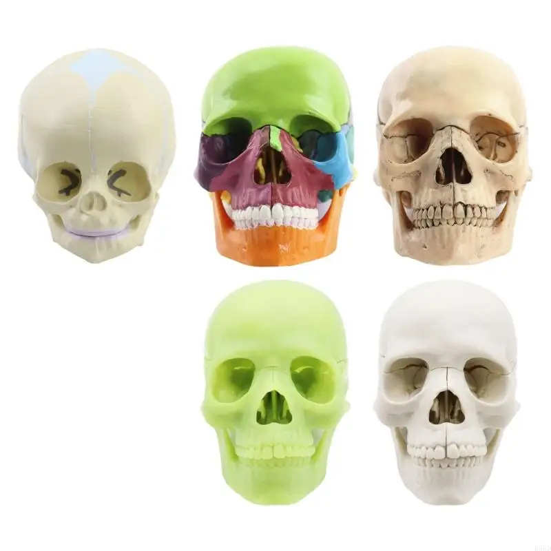 

Exploded Skull Model Medicals Skull Model Anatomy Skull Model For Studying Human Skull Model Anatomy Science Education E65D